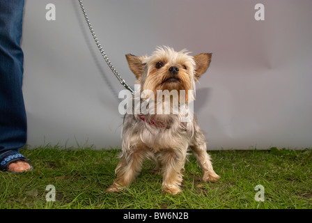 Yorkshire Terrier al rosa Dog Show in Manchester. Foto Stock