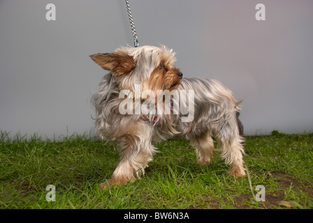 Yorkshire Terrier al rosa Dog Show in Manchester. Foto Stock