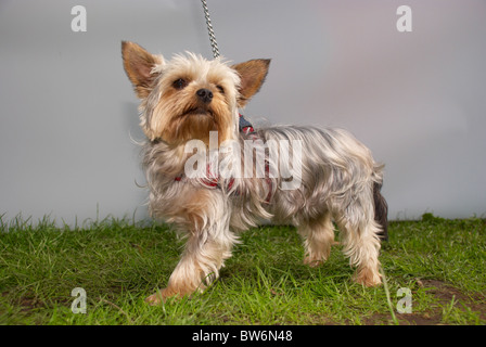 Yorkshire Terrier al rosa Dog Show in Manchester. Foto Stock