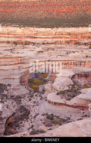 Canyon Bianco con Sipapu Bridge, ponti monumento nazionale, Utah Foto Stock