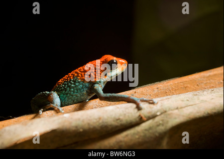 Jeans verde Rana Dart, Tiskita, sud della Costa Rica, America Centrale Foto Stock