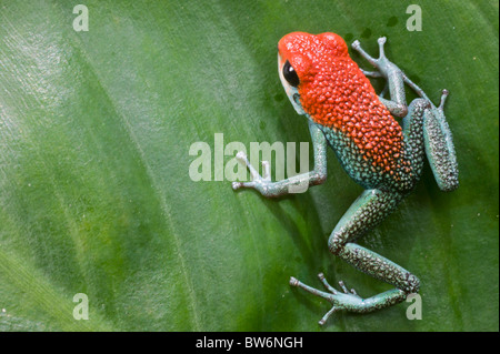 Jeans verde Rana Dart (veleno granulare rana Dendrobates granuliferus), Tiskita, sud della Costa Rica, America Centrale Foto Stock