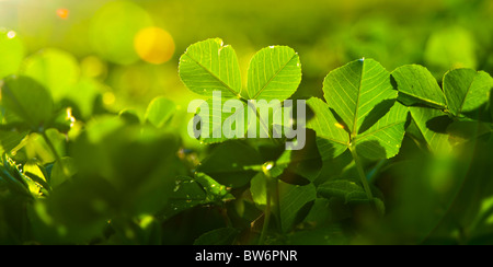 Dettagli di bright foglie verdi con profondità di campo ridotta, retroilluminati da Sun Foto Stock