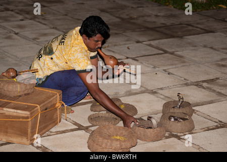 Il serpente incantatore affascinante cobras, Sri Lanka Foto Stock