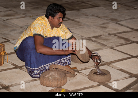 Il serpente incantatore affascinante cobras, Sri Lanka Foto Stock