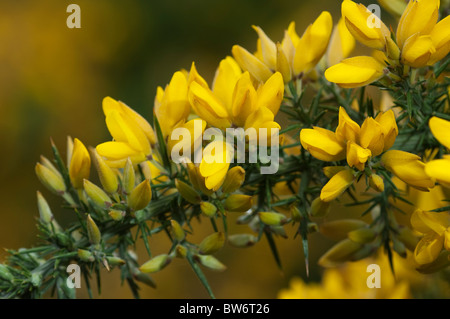 Furze, comune Gorse (Ulex Europaeus), fioritura ramoscello. Foto Stock