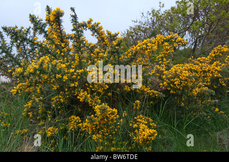 Furze, comune Gorse (Ulex Europaeus), fioritura bush. Foto Stock