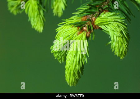 Comune di abete rosso, Abete rosso (Picea abies). Ramoscello con germogli di fresco. Foto Stock