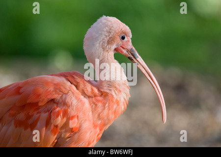 Close up scarlet ibis Foto Stock