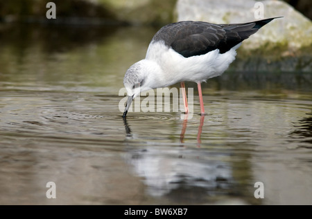 Stilt europea, Norfolk, Inghilterra Foto Stock