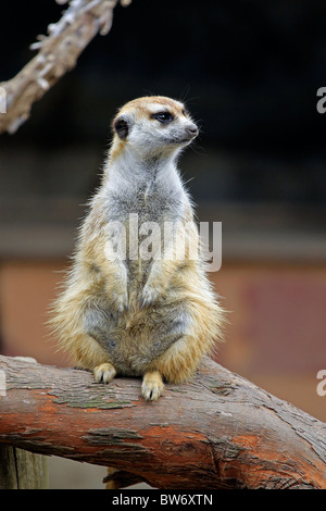 Snello tailed meerkat, (suricata suricatta) nel mondo di uccelli, Hout Bay, Sud Africa. Foto Stock