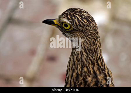 Avvistato dikkop thick-ginocchio, (burhinus capensis) nel mondo di uccelli, Hout Bay, Sud Africa. Foto Stock