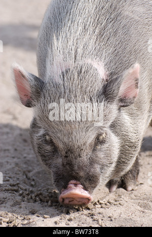 Domestico maiale vietnamita di mangiare da sabbia Foto Stock