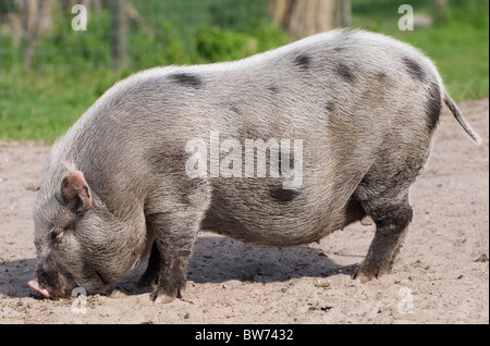 Domestico maiale vietnamita di mangiare da sabbia Foto Stock