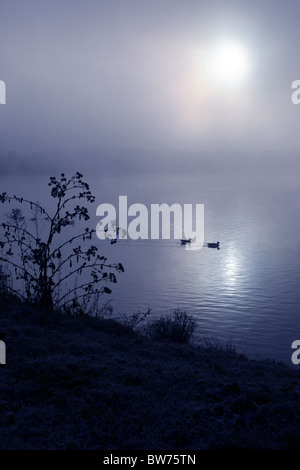 Due anatre nuotare attraverso un buio misty lago Foto Stock