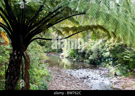 Waipoua Forest, Waipoua River, terra del Nord Forest Park, West Coast, Isola del nord della Nuova Zelanda Foto Stock