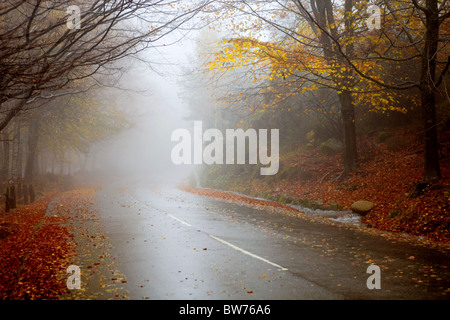 La pioggia nel bosco al portoghese parco nazionale Foto Stock
