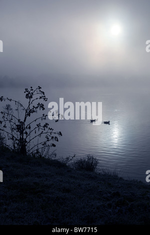 Due anatre nuotare in un lago di nebbia Foto Stock