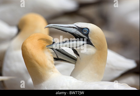 Sule a Bass Rock Foto Stock