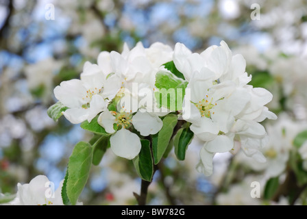 Molla albero di mele in fiore Foto Stock