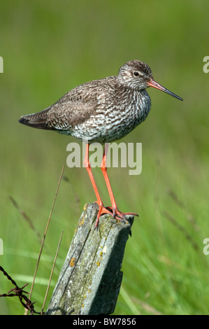(Redshank Tringa totanus). Adulto guardando i suoi giovani alla ricerca di cibo nella fitta vegetazione. Foto Stock