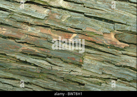 Il vecchio dado alettato caucasici di corteccia di albero Pterocarya fraxinifolia Foto Stock