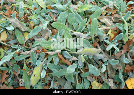 Agnello le orecchie di foglie di autunno Stachys byzantina Foto Stock