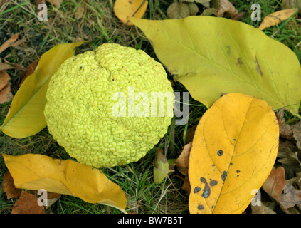 Osage-arancio di cavallo-apple Bois d'arco frutta Bodark Maclura pomifera Foto Stock