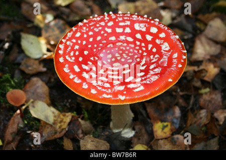 Fly Agaric amanita muscaria prese a Willingham boschi, Lincolnshire, Regno Unito Foto Stock