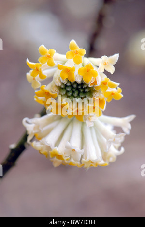 Flowerheads del Edgeworthia chrysantha arbusto - Boccola di carta Foto Stock