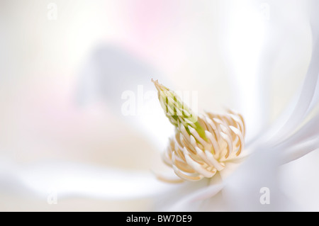 Un unico fiore di Magnolia stellata - star magnolia Foto Stock