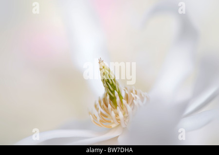 Un unico fiore di Magnolia stellata - star magnolia Foto Stock