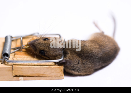 Mouse presi in trappola su sfondo bianco con spazio per il testo o sfinestratura Foto Stock