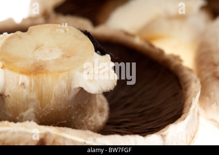 Irish funghi piani Foto Stock