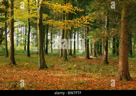 Bosco foresta di scena in una giornata autunnale Foto Stock