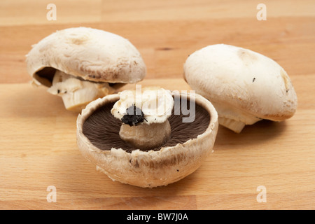 Irish funghi piani Foto Stock