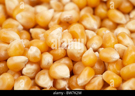 Chicchi di mais scoppiettante per popcorn Foto Stock