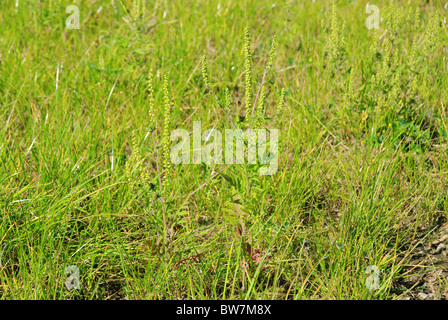 Ambrosia - Comune Ambrosia 02 Foto Stock