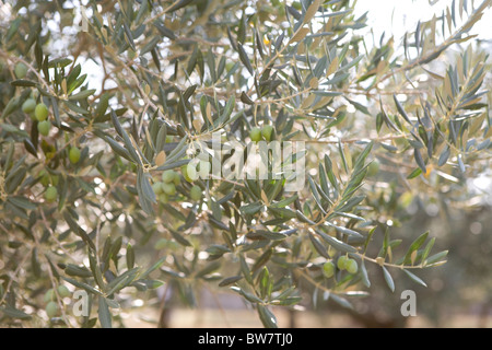 Oliveto, Istria, Croazia Foto Stock