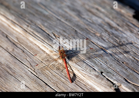 Darter comune piano di appoggio e di prendere il sole stesso su un banco di log. Foto Stock