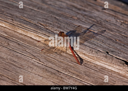 Darter comune piano di appoggio e di prendere il sole stesso su un banco di log. Foto Stock