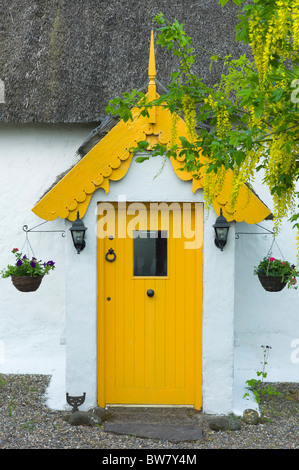 Vivacemente colorato tradizionale cottage con il tetto di paglia di malta di calce e dipinte di bianco con il Maggiociondolo albero, a Rosslare, Sud Est Irlanda Foto Stock