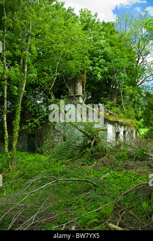 Abbandonati periodo tradizionale vecchio cottage in pietra ricoperta dal deserto in bisogno di un rinnovo di sego, nella contea di Waterford, Irlanda Foto Stock