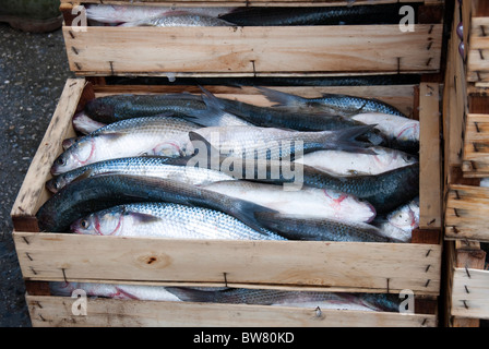 Cassa di pesce fresco catturato da una barca fuori Porta Garibaldi sul Delta del Po, Emilia Romagna, Italia Foto Stock