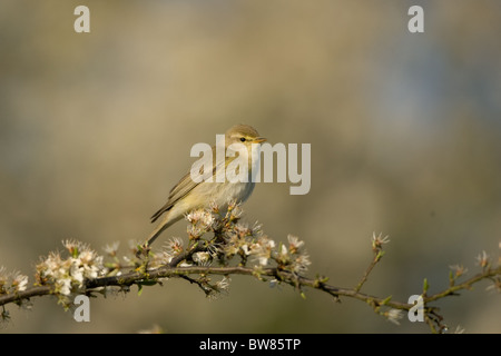 Il Salice trillo (Phylloscopus trochilus) è molto comune e diffuso leaf trillo. Foto Stock