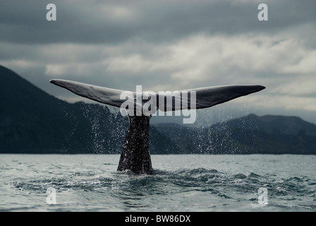 Balena Blu {Balaenoptera musculus} immersioni subacquee, coda fluke, Kaikoura, Isola del Sud, Nuova Zelanda Foto Stock