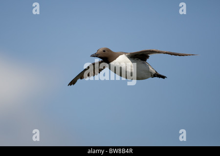 Il Murre comune o comuni o Guillemot (Uria aalge) è un grande auk. Foto Stock