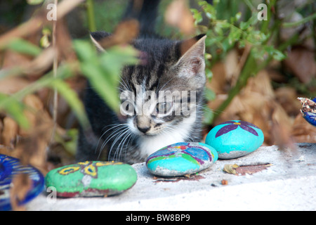 Carino gattino dell'età di circa due mesi cercando di sassi dipinti in giardino Foto Stock