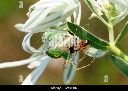 La neve sulla Prairie,(Euphorbia bicolor) e verde Lynx Spider, (Peucetia viridans) Foto Stock