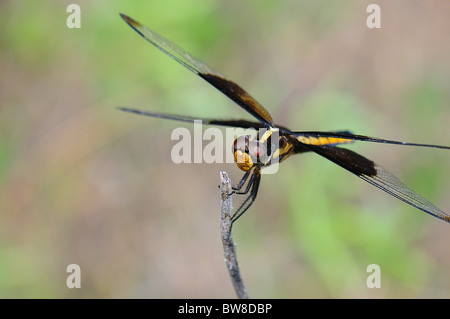 Femmina Skimmer vedova in appoggio su un ramoscello. Foto Stock